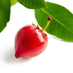 Note olfactive de tête acerola dans le parfum Acerola E Hibisco