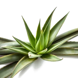 Note olfactive de cœur agave dans le parfum Marfa