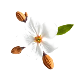 Pictogramme ingrédient olfactif : Almond Blossom