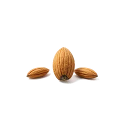 Accord : almond