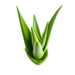 Note olfactive de tête aloé véra dans le parfum Grass