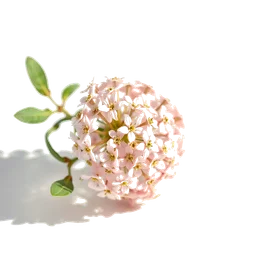 Note olfactive de cœur alyssum dans le parfum Tory Burch