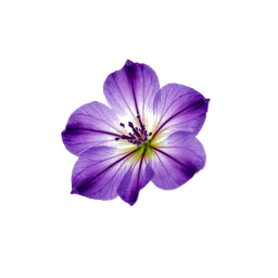 Note olfactive de tête Amethyst Flower dans le parfum Oceano Viola