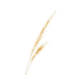 Pictogramme ingrédient olfactif : Ammophila (beach grass)