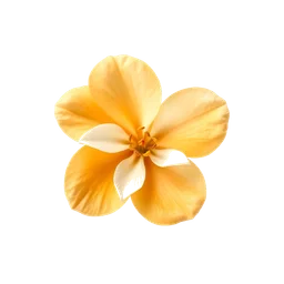 Pictogramme ingrédient olfactif : Apricot Blossom