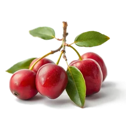 Note olfactive de fond arbre cerise dans le parfum Elogios