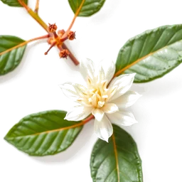 Note olfactive de cœur arbutus dans le parfum Madrona