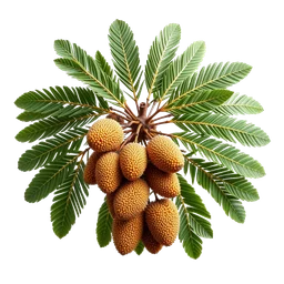 Pictogramme ingrédient olfactif : Argan Tree
