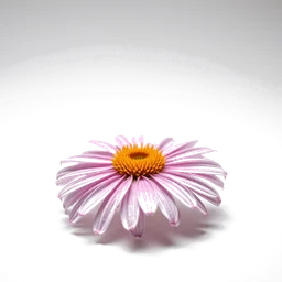 Note olfactive de tête arnica dans le parfum Agar De Noir
