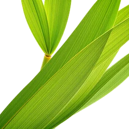 Pictogramme ingrédient olfactif : Bamboo Leaf