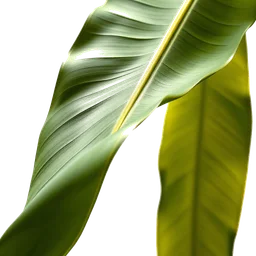 Pictogramme ingrédient olfactif : Banana Leaf
