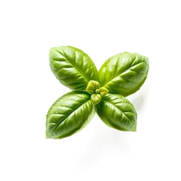 Pictogramme ingrédient olfactif : Basil Leaf