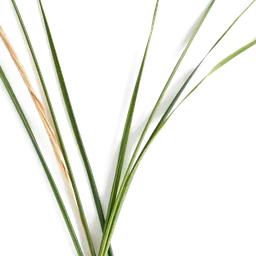 Pictogramme ingrédient olfactif : Beach grass