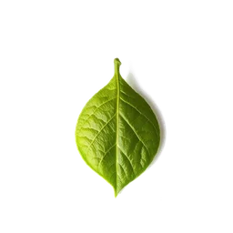 Pictogramme ingrédient olfactif : Bergamot Leaf