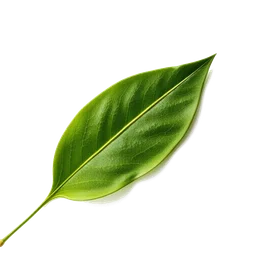 Note olfactive de fond Betel Leaf dans le parfum Inverno Russo II Attar
