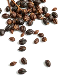 Pictogramme ingrédient olfactif : Black Cardamom