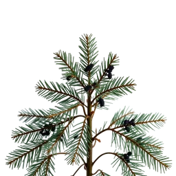 Note olfactive de cœur black hemlock ou tsuga dans le parfum Ormonde Man