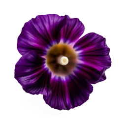Pictogramme ingrédient olfactif : Black Iris