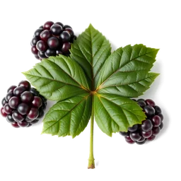 Pictogramme ingrédient olfactif : Blackberry leaf