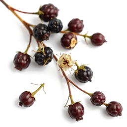 Note olfactive de tête Blackthorn dans le parfum Miscegenation