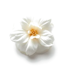 Note olfactive de fond blanc de chamois dans le parfum Cherry In The Air