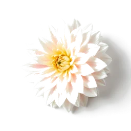 Note olfactive de cœur blanc de dahlia dans le parfum Sunmusk