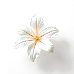 Note olfactive de cœur blanc de lys dans le parfum Dkny Be Delicious Eau De Toilette
