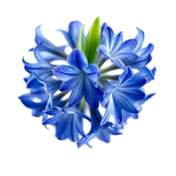 Pictogramme ingrédient olfactif : Blue Hyacinth