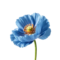 Pictogramme ingrédient olfactif : Blue Poppy