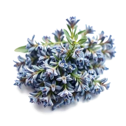 Pictogramme ingrédient olfactif : Blue Sage