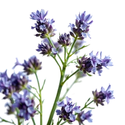 Note olfactive de fond borage dans le parfum Cicuta