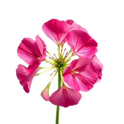 Note olfactive de cœur bourbon geranium dans le parfum Forbidden Games