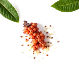 Note olfactive de cœur buchu ou agathosma dans le parfum Orangerie Venise