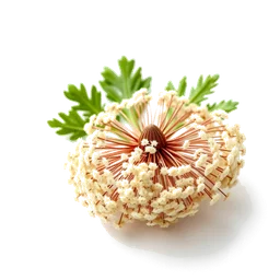 Note olfactive de tête Burdock dans le parfum Arborist