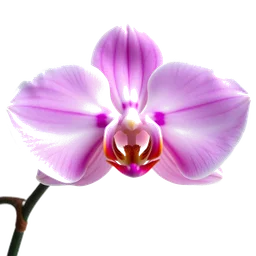 Pictogramme ingrédient olfactif : Butterfly Orchid