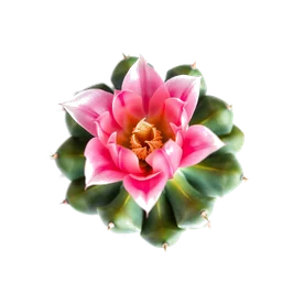 Pictogramme ingrédient olfactif : Cactus Flower