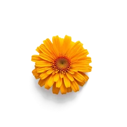 Pictogramme ingrédient olfactif : Calendula