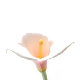 Pictogramme ingrédient olfactif : Calla Lily