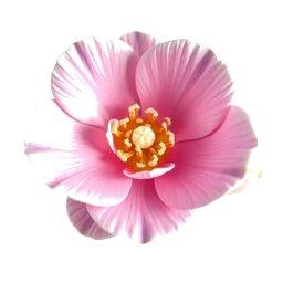 Pictogramme ingrédient olfactif : Camellia