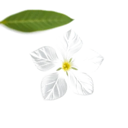 Accord : camphor