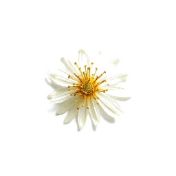 Pictogramme ingrédient olfactif : Cannonball Flower