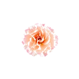 Pictogramme ingrédient olfactif : Carnation