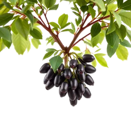 Pictogramme ingrédient olfactif : Carob tree