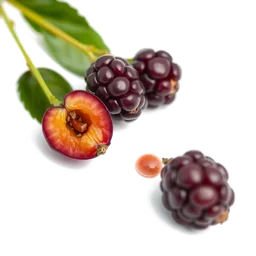 Note olfactive de tête cassis dans le parfum La Vie Est Belle