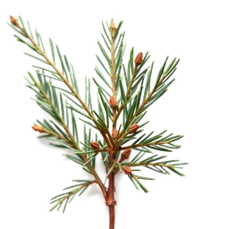 Pictogramme ingrédient olfactif : Cedar Needles