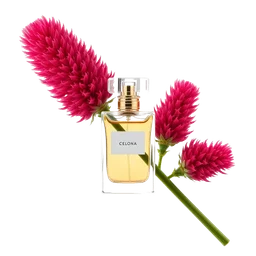 Pictogramme ingrédient olfactif : Celosia