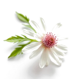 Note olfactive de fond chamomille champêtre dans le parfum Ylang Ylang Nosy Be