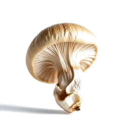 Note olfactive de cœur champignon dans le parfum Shinanay