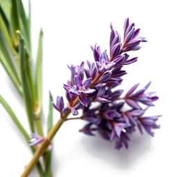 Pictogramme ingrédient olfactif : Chicory