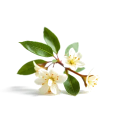 Pictogramme ingrédient olfactif : Chimonanthus or Wintersweet